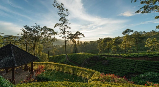 Sri Lankan government to provide free tea plants to boost development | विकास को बढ़ावा देने के लिए मुफ्त चाय के पौधे उपलब्ध कराएगी श्रीलंका सरकार – Bhaskar Hindi