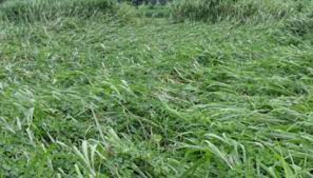 BJP will protest against not getting compensation to farmers