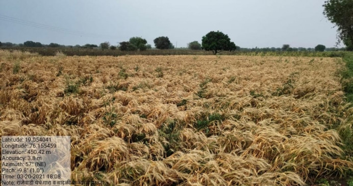 Crop ruined due to excessive rain, prepare Panchnama immediately: Kedar