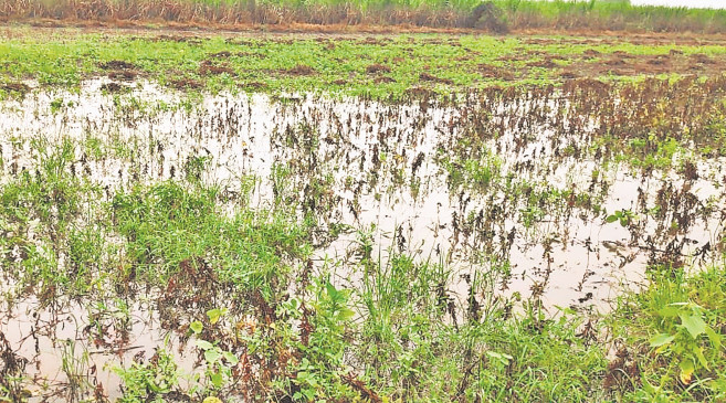 Crops damaged in the rain - farmers became victims of excessive rain for the third consecutive year Crops damaged in the rain - farmers became victims of excessive rain for the third consecutive year
