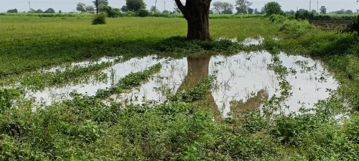 Heavy loss of crops due to rain in Vidarbha, farmers concern increased