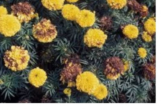 Marigold disease, withering crop, farmers upset
