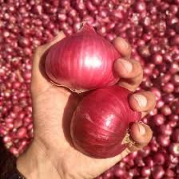 New disease is spreading in America, 650 people affected, know its symptoms. प्याज से फैली नई बीमारी की चपेट में आए 650 से अधिक लोग, जानिए क्या हैं इस बीमारी के लक्षण