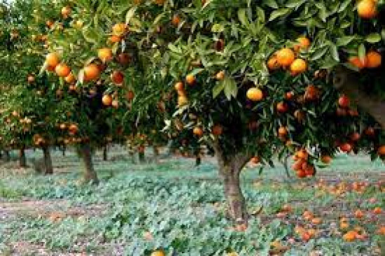 Orange crop is getting ruined due to brick kilns and stone crushers Orange crop is getting ruined due to brick kilns and stone crushers