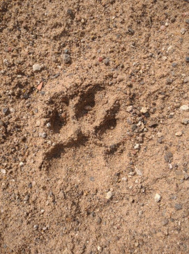 Panic: Now the location of the tiger found between Bamhani- Pindrai
