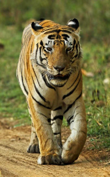 मझगवां-पन्ना बॉर्डर पर मिला पन्ना बाघ