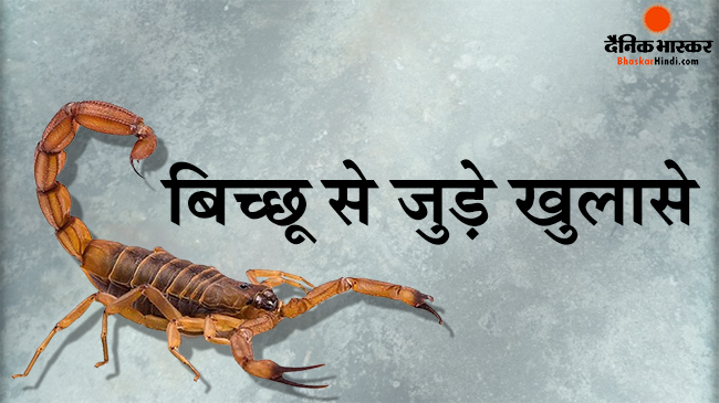 इतने साल पहले कुत्ते के आकार के होते थे बिच्छू, नए रिसर्च ने किया खुलासा