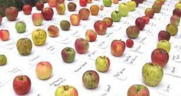 Virtually launched Apple Festival, Union Minister said - Apple and Kashmir are synonymous with each other