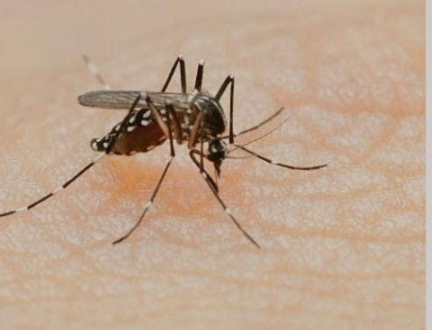 गुरुग्राम में डेंगू के मामले बढ़कर 200 के पार, 4 हजार 614 लोगों का लिया गया सैंपल