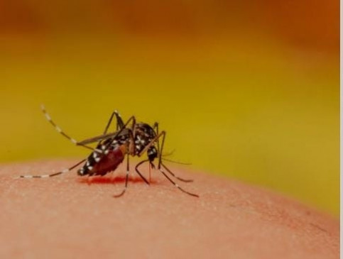 दिल्ली में अब तक 9 लोगों ने गंवाई जान, डेंगू के मरीजों की संख्या बढ़कर 2 हजार 708 हुई