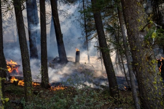 Thousands of big trees have been destroyed by fire in California forest | कैलिफोर्निया के जंगल में लगी आग से हजारों वृक्ष जलकर खाक, दो साल में पृथ्वी के पांचवे सबसे बड़े पेड़ के हिस्से खत्म – Bhaskar Hindi