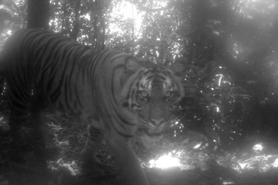 लखीमपुर खीरी में बाघ ने किसान पर किया हमला, मौत