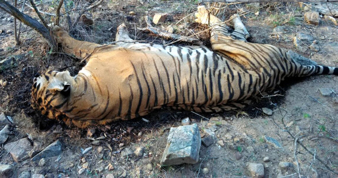 उमरिया जिले के बांधवगढ़ टाइगर रिजर्व में 1 बाघ की मौत, मृतक बाघों की संख्या बढ़कर 40