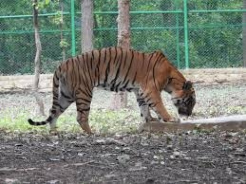 एक साल में 38 बाघों की मौत चिंता का विषय नहीं