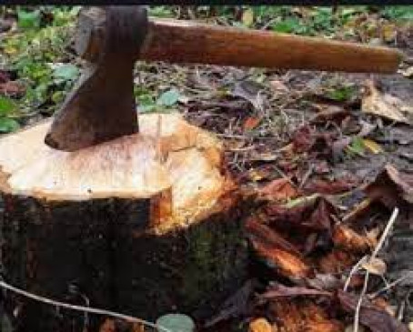 Court said - set up tree authority committee in 6 weeks Court said - set up tree authority committee in 6 weeks