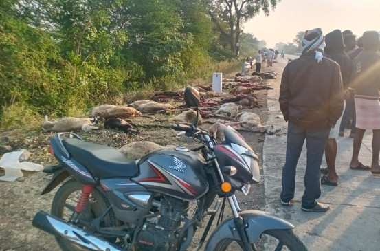 High speed truck blew up 54 sheep near Amravati