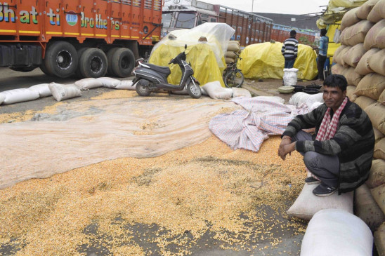 In the overnight rain, the color of maize turned black, the auction did not take place
