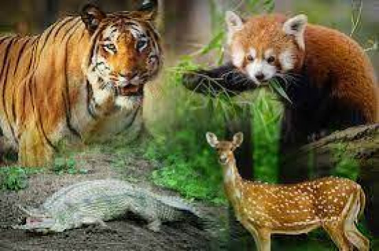 Only those who protect wildlife turned out to be hunters Only those who protect wildlife turned out to be hunters