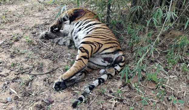 Tigresss body found in Ballarpur forest range