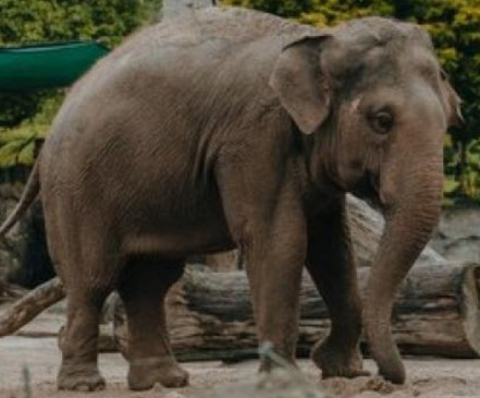 The responsibility of handling the elderly elephant to PETA