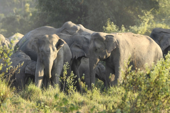 Pilibhit Tiger Reserve will get 5 elephants from Karnataka
