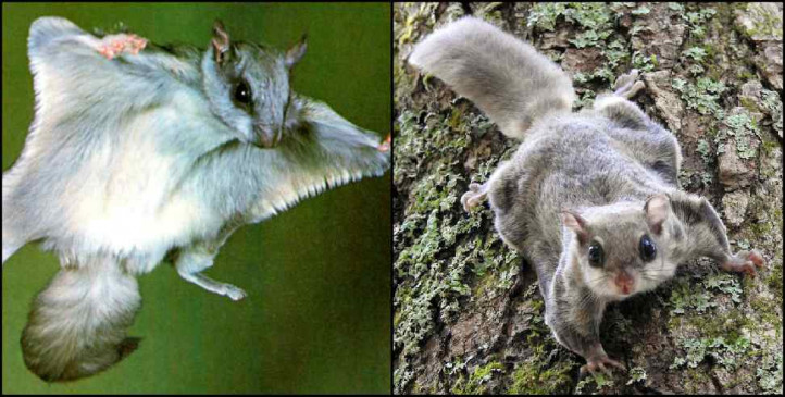 Ajab Gajab | Five species of flying squirrels found in Uttarakhand | उत्तराखंड में मिली उड़ने वाली गिलहरियों की पांच प्रजातियां, पांचों है एक दूसरे से भिन्न