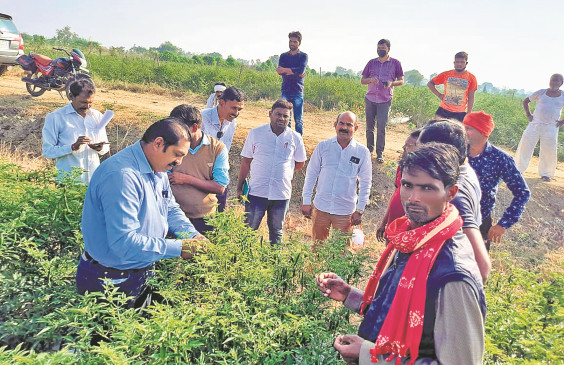 रामटेक में मिर्ची फसल पर रोग का प्रकोप, काटोल में संतरा उत्पादकों पर संकट
