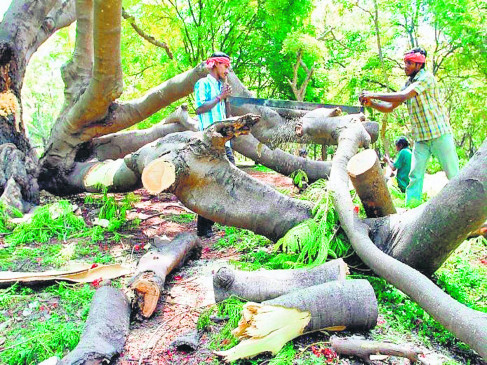 felling of 5274 trees covered with greenery