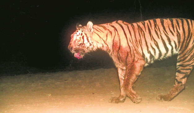 Injured tigress was sent to Gorewada closed in the cage