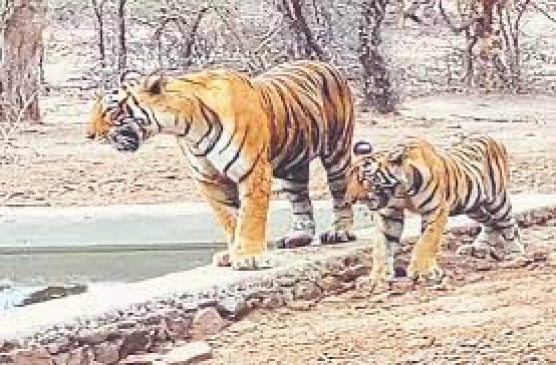 अब वर्धा रोड पर दिखा तेंदुआ, राहगीर ने कहा - शावक के साथ बाघ भी देखा