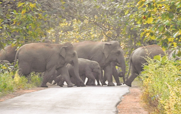 गांववालों में दहशत - छत्तीसगढ़ के हाथियों के झुंड गोंदिया और भंडारा में भी आने की आशंका