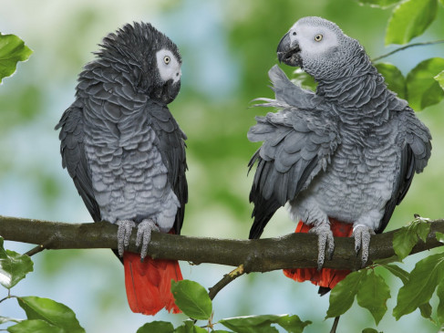अपने बोलने वाले हुनर से ये 5 तोते कटवा रहे है चिड़ियाघर की नाक, पर्यटकों को इस तरह करते है परेशान