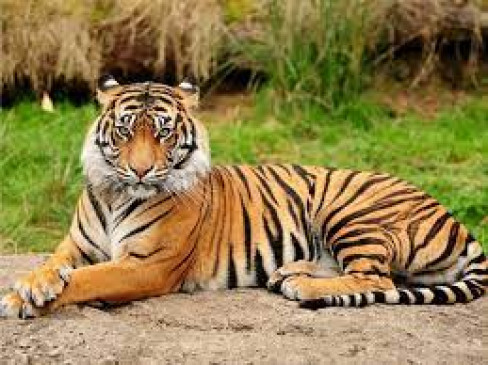 पेंच में बाघ की मौत , वीडियो में दिखा था बीमार