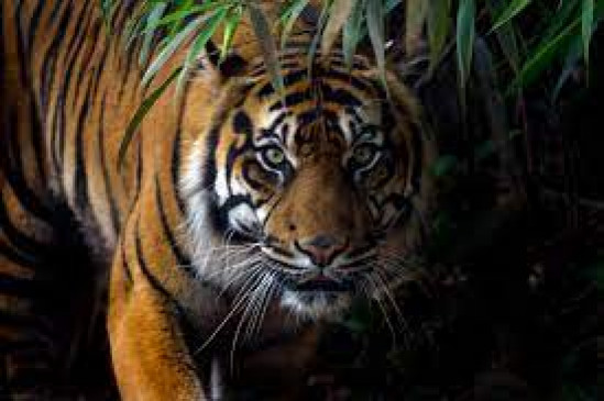 कारवा में पहले ही दिन पर्यटकों को दिखा बाघ