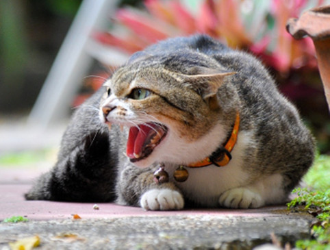 Clashes in UP due to cat fight, 8 injured