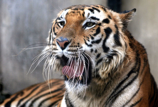 बाघ के हमले में 12 साल की बच्ची की मौत