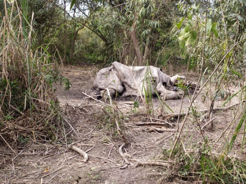 काजीरंगा राष्ट्रीय उद्यान में एक गैंडे की हत्या