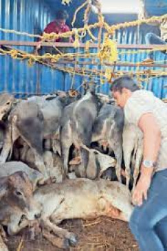 Car collided with a vehicle laden with cattle