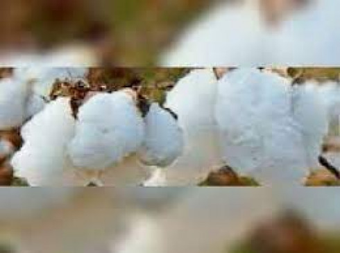 Farmers faces blossomed after getting 10 thousand rupees for cotton Farmers faces blossomed after getting 10 thousand rupees for cotton
