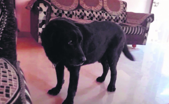 Killed 3 dogs by beating them with sticks, three arrested