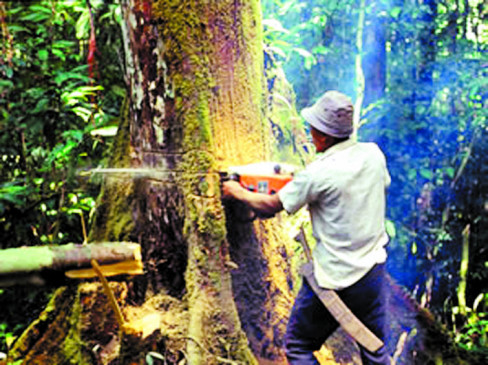 Now there will be a direct FIR on felling and pruning of trees