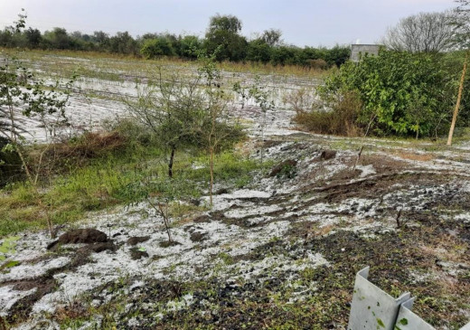 Rain and hailstorm tarnished the hopes of Rabi crops