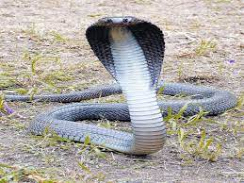 To escape from the mongoose, the snake reached the dogs herd