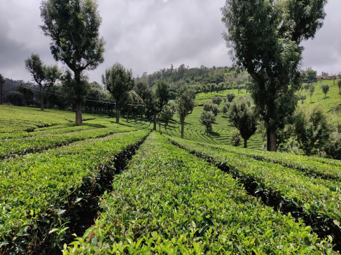 रूस-यूक्रेन युद्ध जारी रहने से भारत का चाय निर्यात होगा प्रभावित