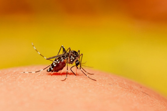 ऑस्ट्रेलिया के दक्षिणी हिस्सों में मच्छर जनित घातक वायरस की चेतावनी