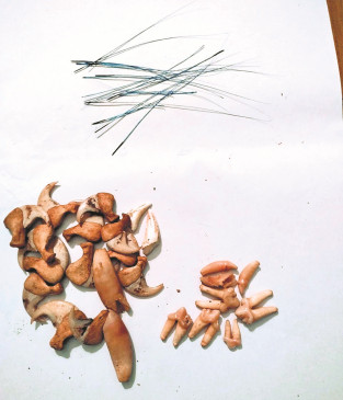 Accused caught with leopards teeth and nails
