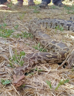An 8-feet python was seen wrapped in a tree near the field