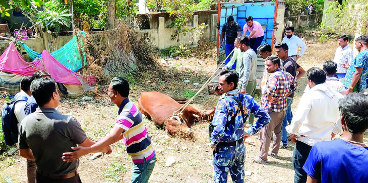 Bull caught by tranquilizer gun