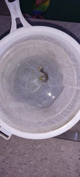 crocodile-like creature that came from the tap