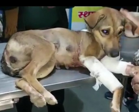 Cruelty: When the dog ate the quail, the priest shot him in anger